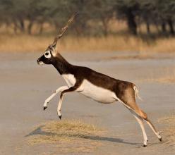 Blackbuck National Park Velavadar